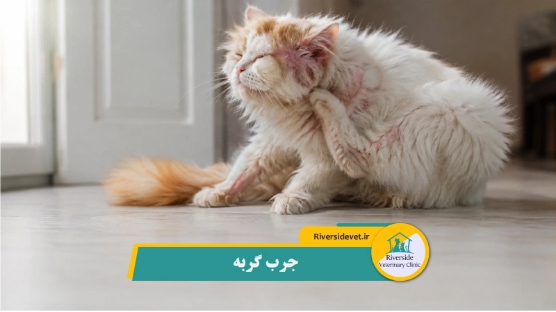 جرب گربه