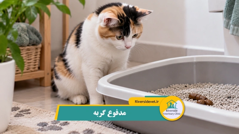 مدفوع گربه