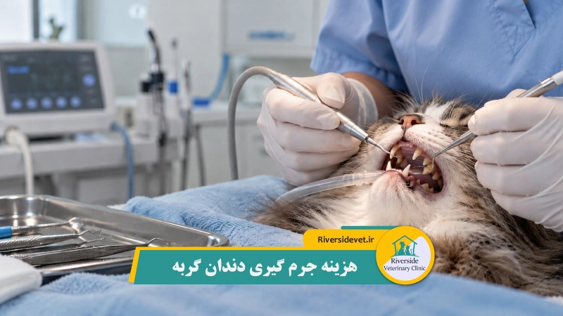 هزینه جرم گیری دندان گربه