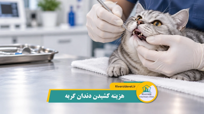 هزینه کشیدن دندان گربه