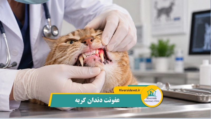 عفونت دندان گربه