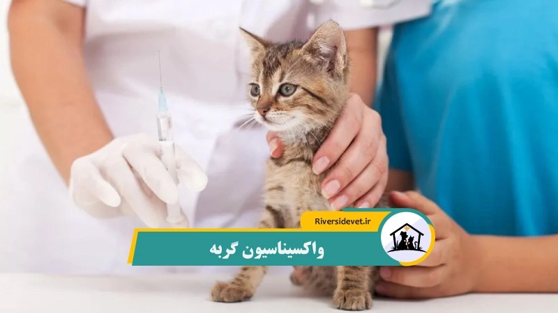 واکسیناسیون گربه