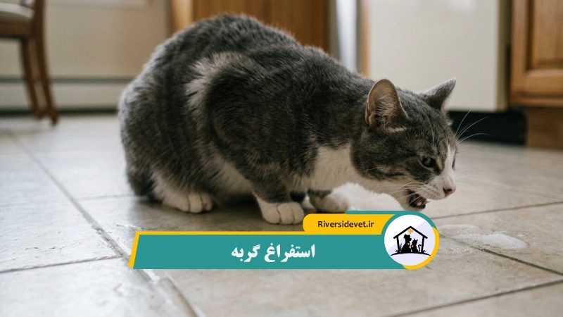استفراغ گربه