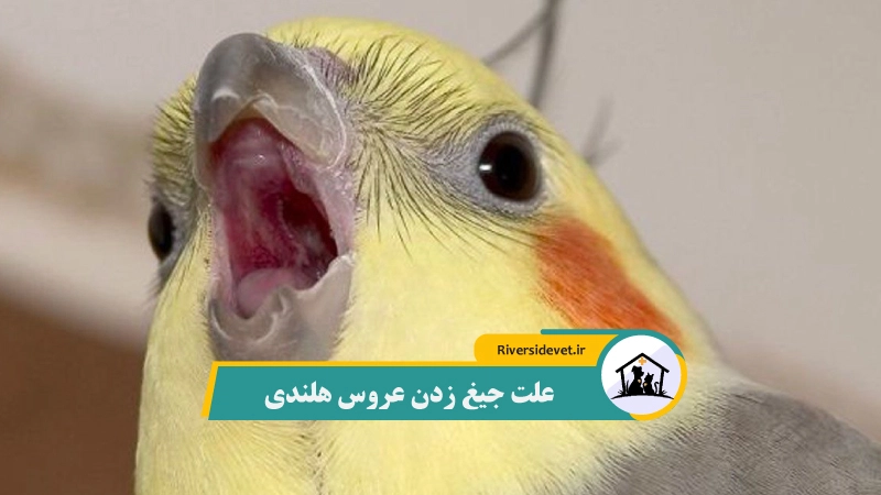 علت جیغ زدن عروس هلندی