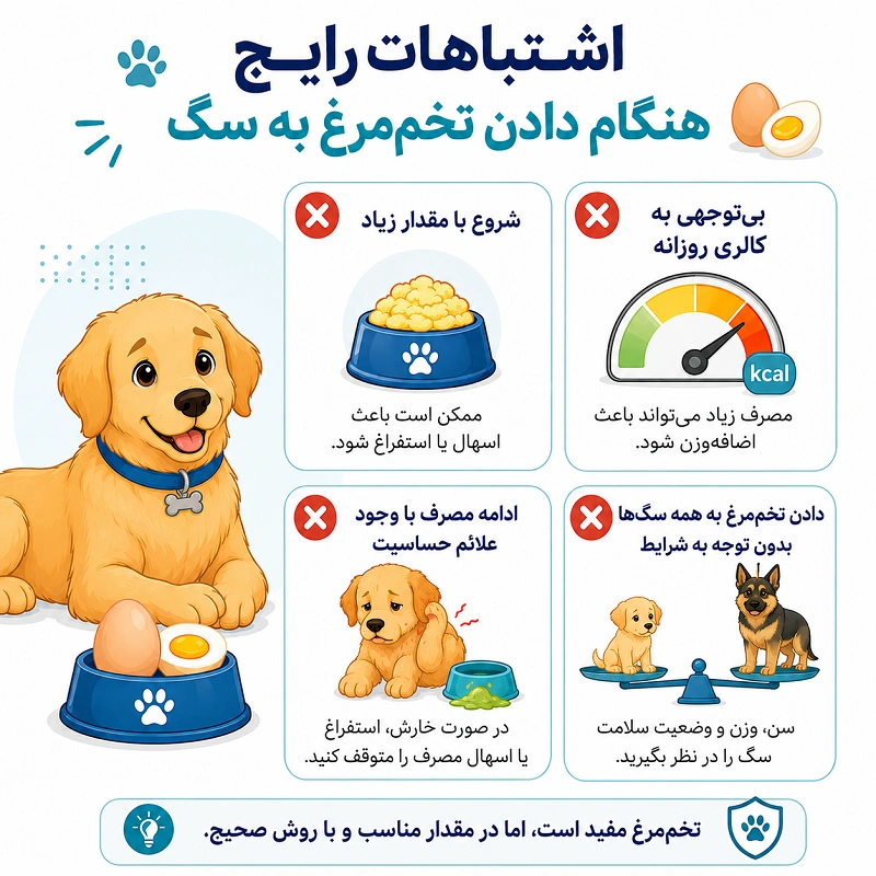 اشتباهات رایج هنگام دادن تخم مرغ برای سگ