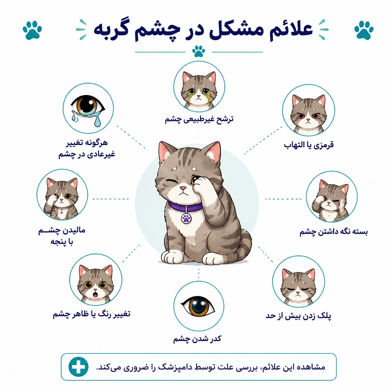 علائم رایج مشکلات چشم گربه