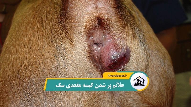 علائم پر شدن کیسه مقعدی سگ