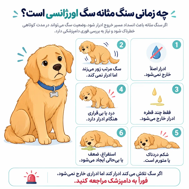 جراحی سنگ مثانه سگ به صورت اورژانسی