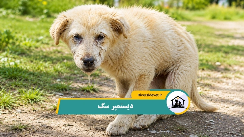 دیستمپر سگ