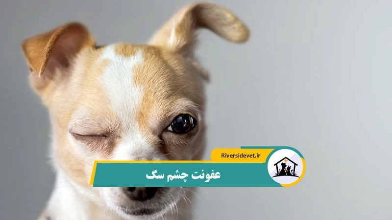 عفونت چشم سگ