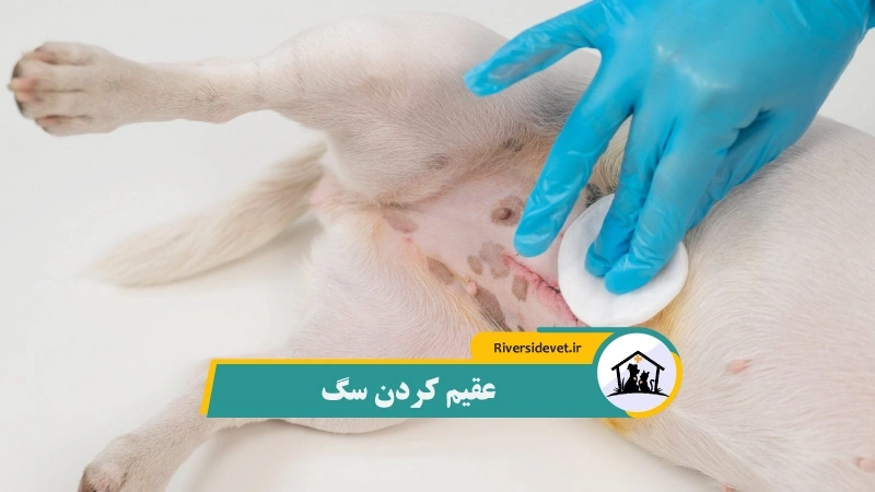 عقیم کردن سگ
