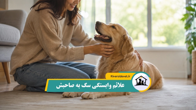 علائم وابستگی سگ به صاحبش