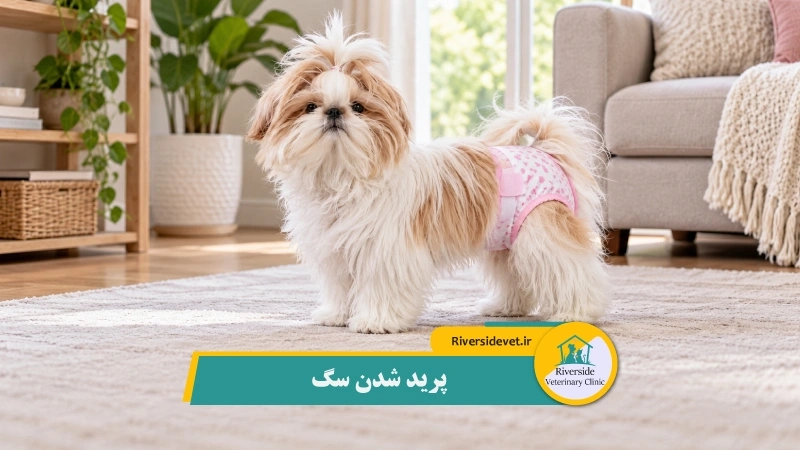 پریود شدن سگ