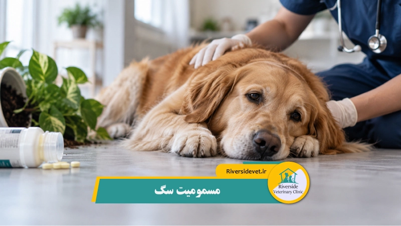 مسمومیت سگ