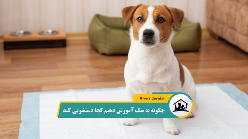 چگونه به سگ آموزش دهیم کجا دستشویی کند