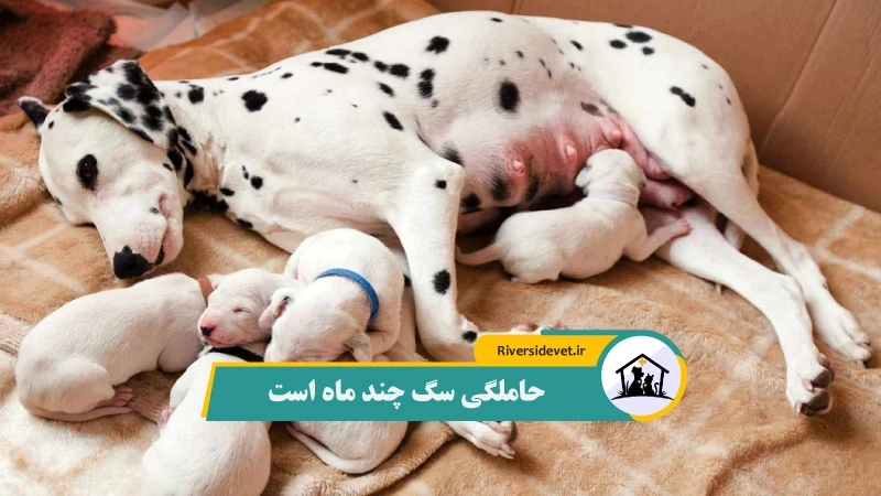 حاملگی سگ چند ماه است؟