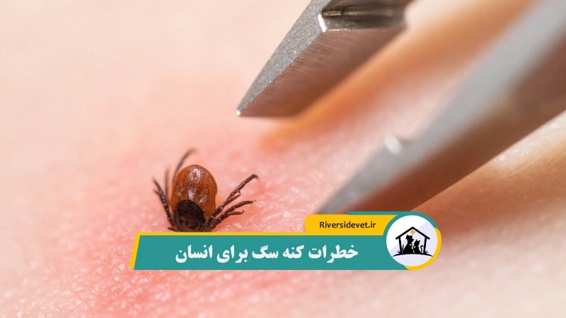 خطرات کنه سگ برای انسان