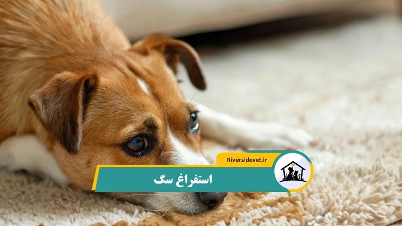 استفراغ سگ
