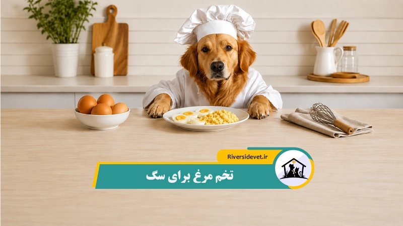 تخم مرغ برای سگ