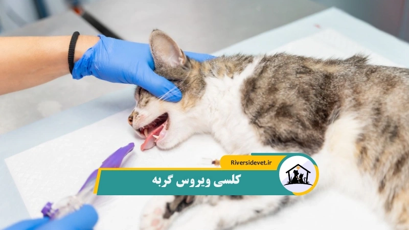 کلسی ویروس گربه