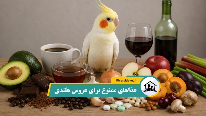 غذاهای ممنوع برای عروس هلندی