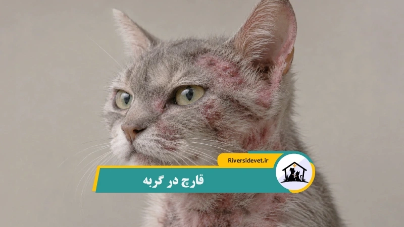 قارچ در گربه