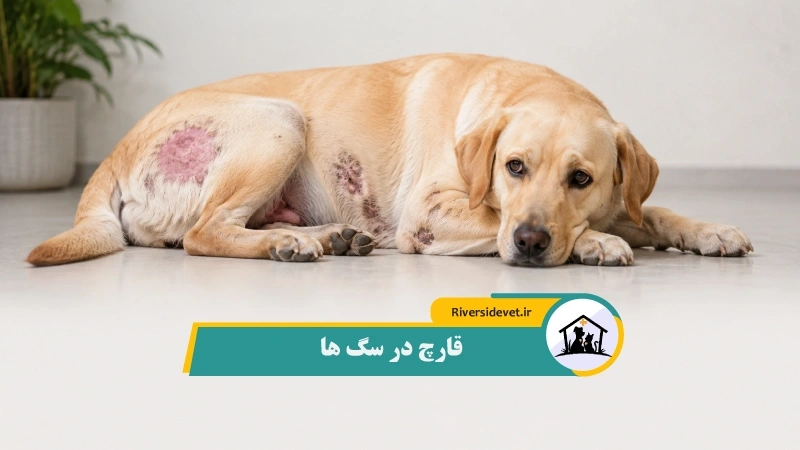 قارچ در سگ‌ ها