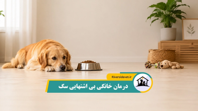 درمان خانگی بی اشتهایی سگ