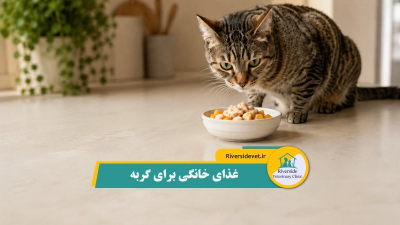 غذای خانگی برای گربه
