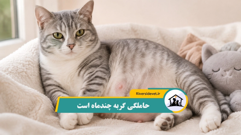 حاملگی گربه چند ماه است