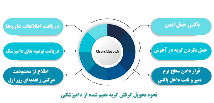 نحوه تحویل گرفتن گربه عقیم شده از دامپزشکی