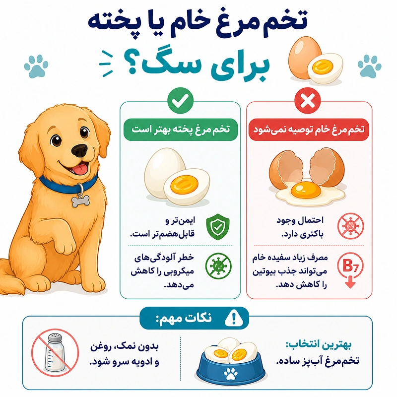 تخم مرغ خام یا پخته کدام یک برای سگ بهتر است
