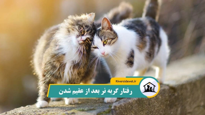رفتار گربه نر بعد از عقیم شدن
