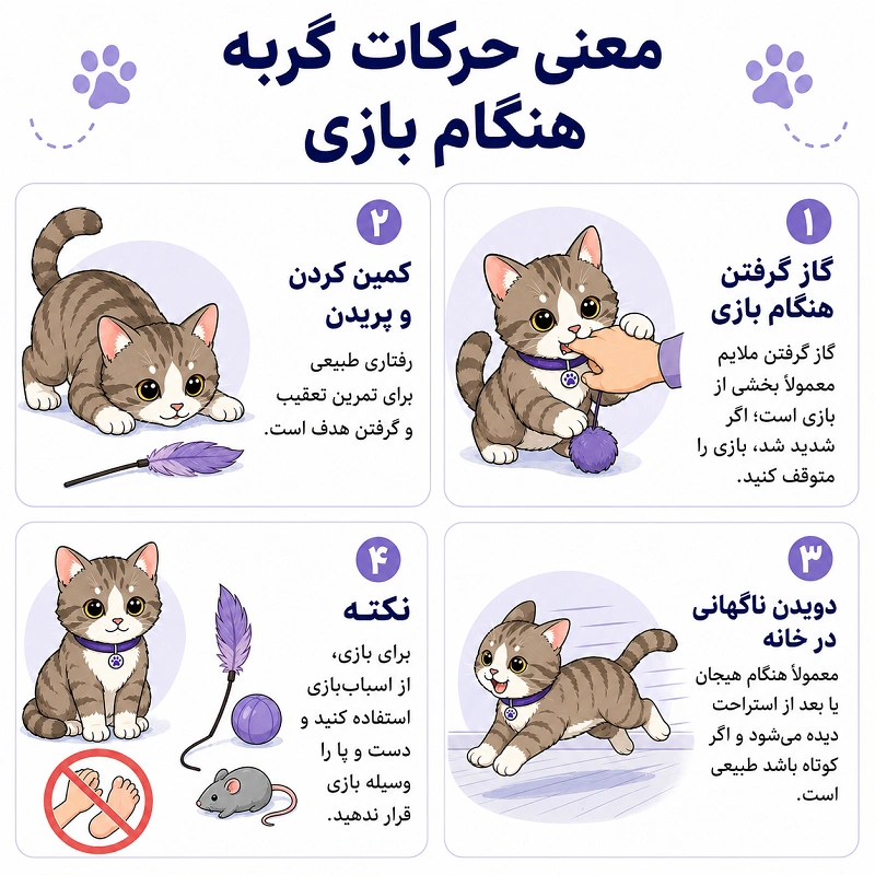 معنی حرکات گربه هنگام بازی