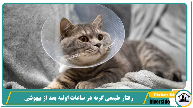 رفتار طبیعی گربه در ساعات اولیه بعد از بیهوشی