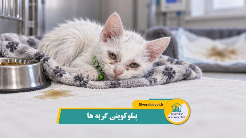 پنلوکوپنی گربه ها