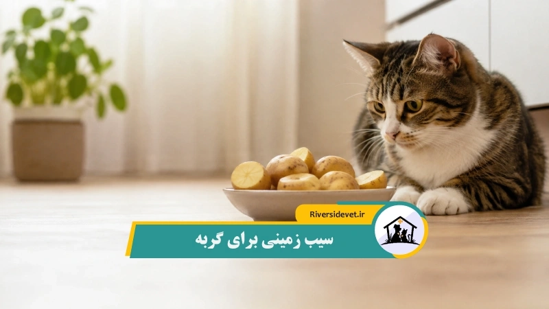 سیب‌زمینی برای گربه