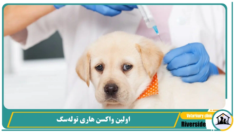 اولین واکسن هاری توله سگ