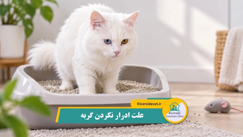 علت ادرار نکردن گربه  