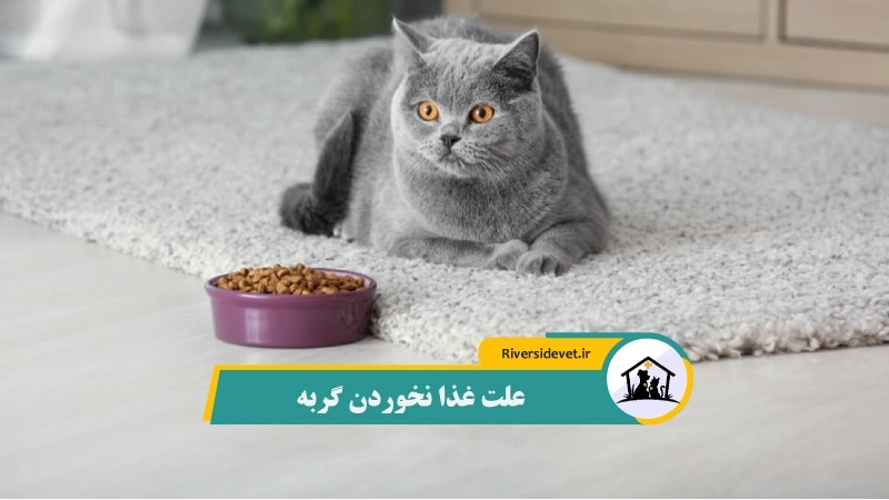 علت غذا نخوردن گربه