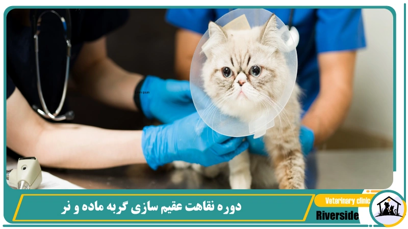  دوره نقاهت عقیم سازی گربه ماده و نر