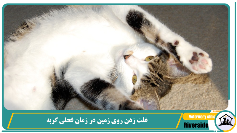 غلت زدن روی زمین در زمان فحلی گربه