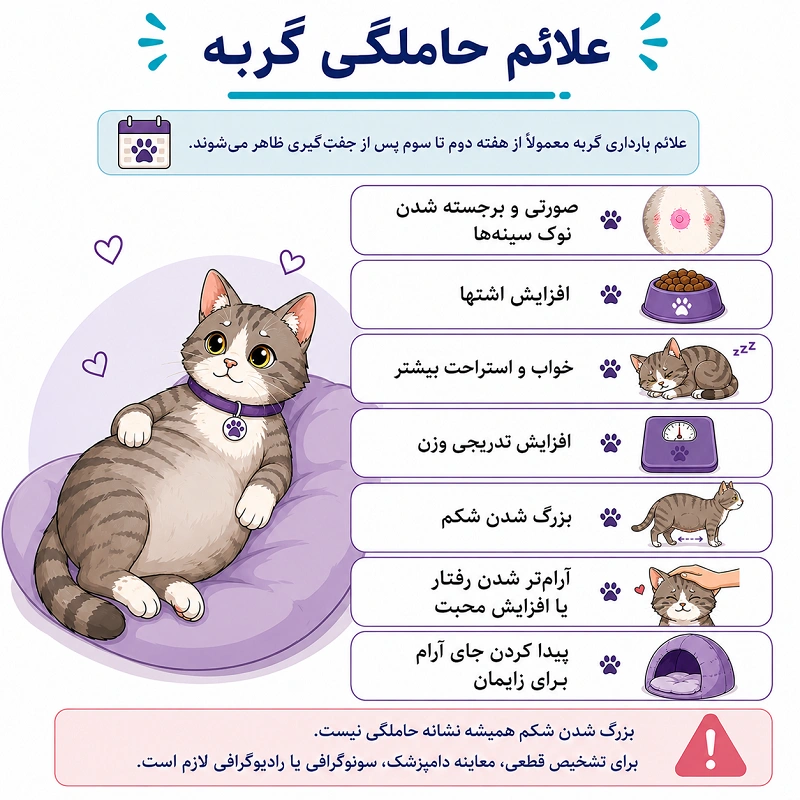 علائم حاملگی گربه