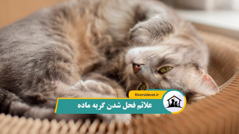 علائم فحل شدن گربه ماده
