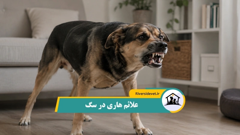 علائم هاری در سگ