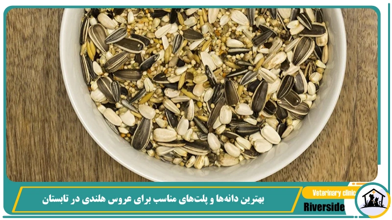 بهترین دانهها و پلتهای مناسب برای عروس هلندی در تابستان