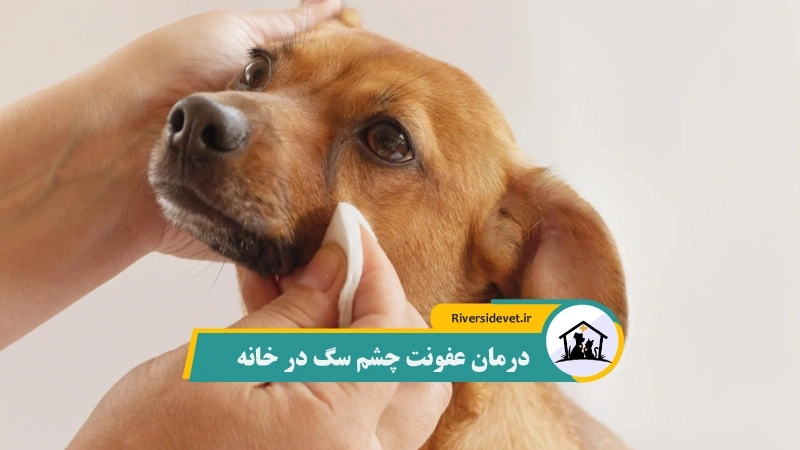 درمان عفونت چشم سگ در خانه