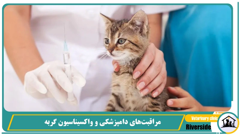 مراقبتهای دامپزشکی و واکسیناسیون گربه
