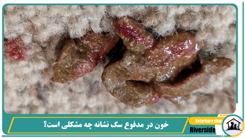 خون در مدفوع سگ نشانه چه مشکلی است؟