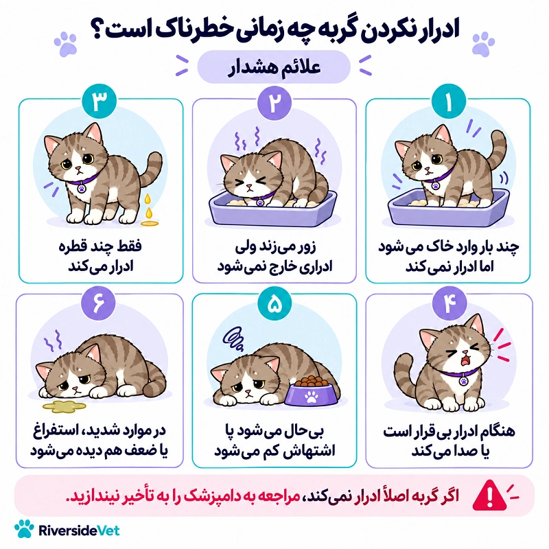ادرار نکردن گربه چه زمانی خطرناک می شود